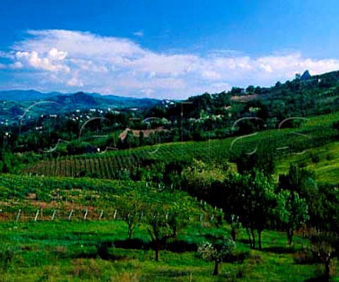 Vineyards near Foglianise Campania Italy   Aglianico del Taburno DOC