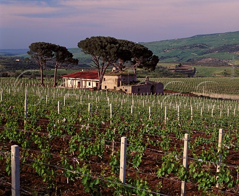 Vigna dei Pini of DAngelo  planted with   Chardonnay and Pinot Bianco  Rionero in Vulture Basilicata Italy