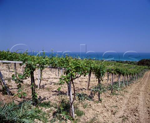 Artichokes growing beneath pergola trained vineyard on the Adriatic coast near Termoli Molise Italy  Biferno DOC