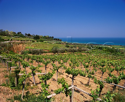 Vineyards on the Adriatic coast near Petacciato Molise Italy Biferno