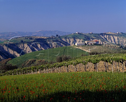 Vineyard near Atri Abruzzi Italy   Montepulciano  Trebbiano dAbruzzo DOCs