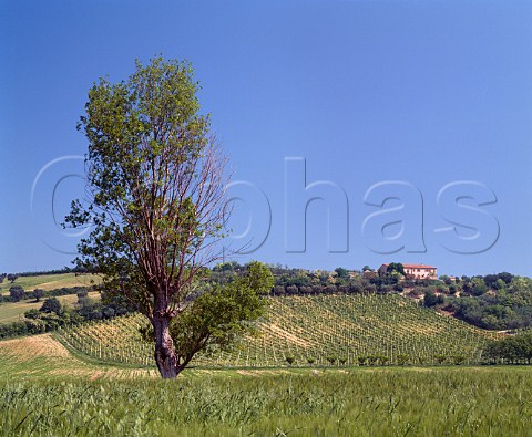 Vineyard near Numana Marches Italy  Rosso Conero