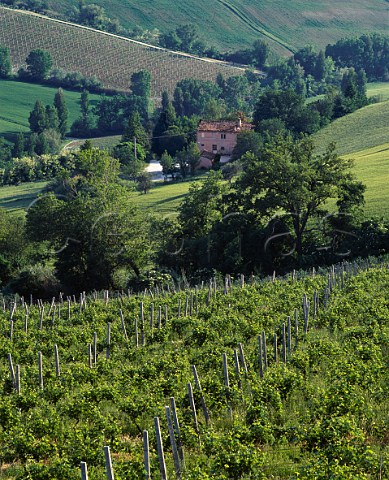 Vineyard near Mie Marches Italy  Verdicchio dei Castelli di Jesi Classico DOC