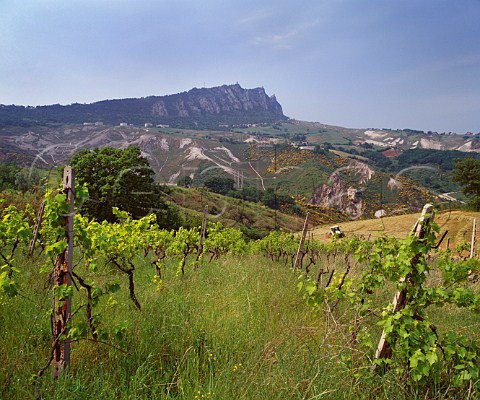 Monte Titano viewed over vineyard from the south San Marino