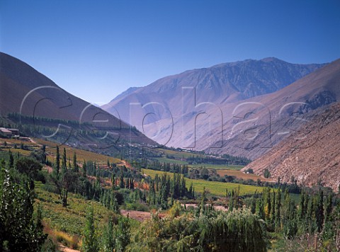 Vineyards near Monte Grande in the Elqui Valley Chile