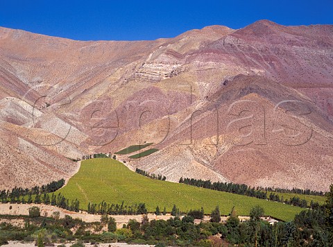 Vineyards near Monte Grande in the Elqui Valley Chile