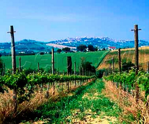 San Lorenzo vineyard of Umani Ronchi with   Osimo in the distance Marches Italy  Rosso Conero DOC