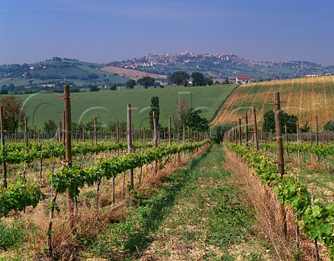 San Lorenzo vineyard of Umani Ronchi with Osimo in the distance Marches Italy  Rosso Conero