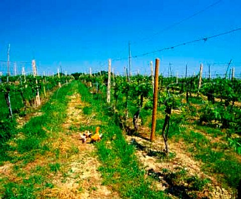 Cmaro vineyard of Umani Ronchi Osimo   Marches Italy    Rosso Conero DOC