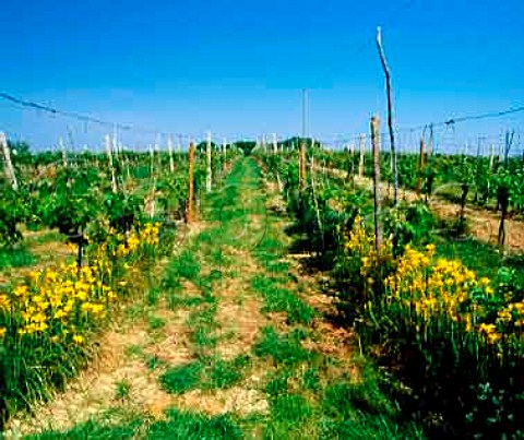 Cmaro vineyard of Umani Ronchi Osimo   Marches Italy    Rosso Conero DOC