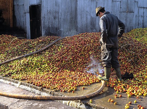 Washing the apples at Burrow Hill Cider Farm   Kingsbury Episcopi Somerset