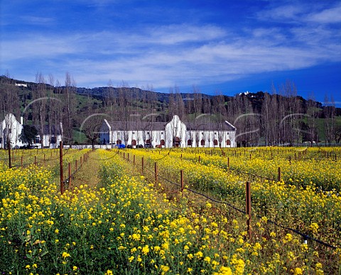 Springtime mustard in vineyard of   Chimney Rock Winery Yountville Napa Co   California Stags Leap