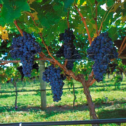 Sangiovese grapes of Fromm Winery  Marlborough New Zealand