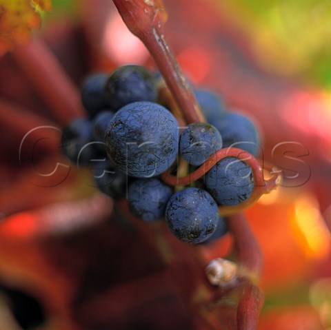 Malbec grapes  Marlborough New Zealand