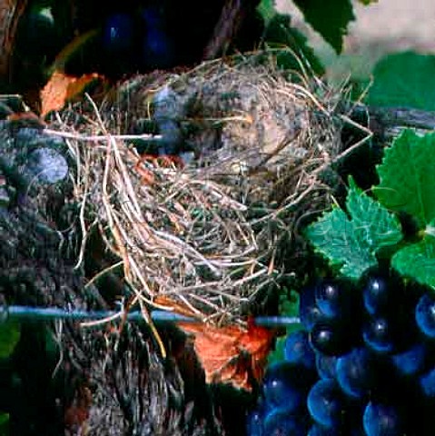 Birds nest in Pinot Noir vine   Marlborough New Zealand