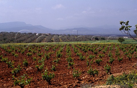 Vineyard near Belli Tunisia