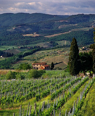 Vineyards near Panzano in Chianti Tuscany Italy Chianti Classico