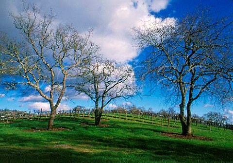 Oak trees by vineyard  early spring in   Conn Valley Napa Co California