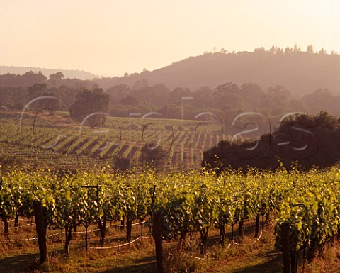 Sangiovese vineyard of Amador Foothills Winery  Amador Co California    Sierra Foothills    California Shenandoah Valley AVA