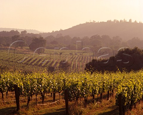 Sangiovese vineyard of Amador Foothills Winery  Amador Co California    Sierra Foothills    California Shenandoah Valley AVA