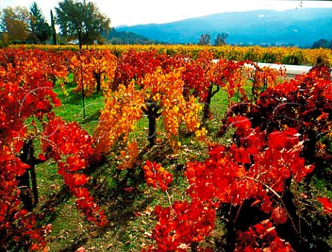 Old Zinfandel vines in the autumn along the   Silverado Trail near Calistoga Napa Valley   California