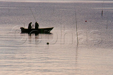 Farming clams in Ria de Arosa Galicia   Spain