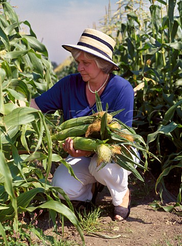 Woman picking maize at Garson Farm Esher Surrey