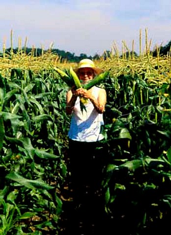 Woman with maize  Garson Farm Esher Surrey