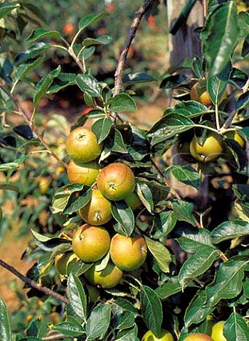 Coxs apples  Garson Farm Esher Surrey