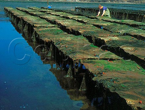 Oyster beds at Weymouth Dorset