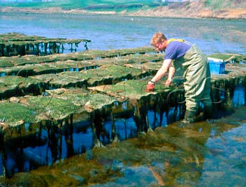 Oyster beds at Weymouth Dorset