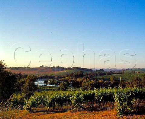 Sauvignon Blanc vineyard of Amador Foothills Winery   in the Shenandoah Valley Amador Co California    Sierra Foothills