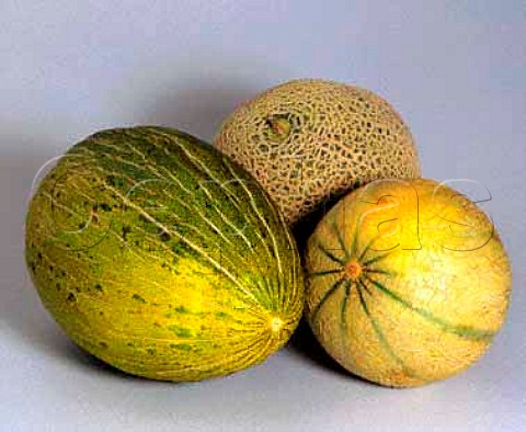 Melons  Piel de Sapo Charentais Cantaloupe