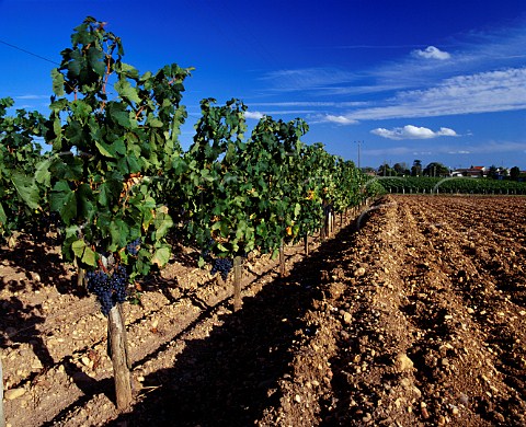 Cephas Picture Library - Asset Details 1110728- Merlot vineyard on the ...