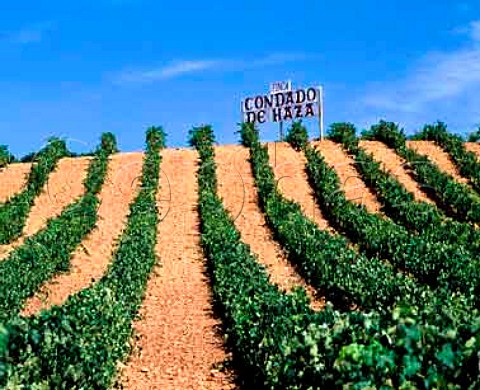 Vineyard on the Condado de Haza estate of Alejandro   Fernndez Roa de Duero   Castilla y Len Spain  DO Ribera del Duero