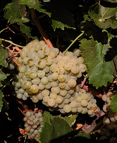 Airn grapes   Valdepeas CastillaLa Mancha Spain