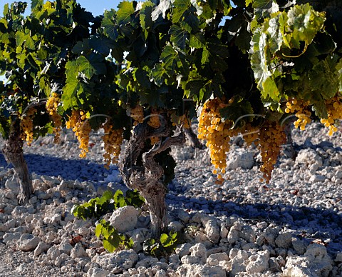 Ripe Palomino Fino grapes on vines growing   in the almost purechalk soil of   Emilio Lustaus Montegillilo Vineyard  Jerez Andaluca Spain   Sherry