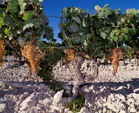 Ripe Palomino Fino grapes on vines growing in the albariza soil of Emilio Lustaus Montegillilo Vineyard  Jerez de la Frontera Andalucia Spain Sherry       
