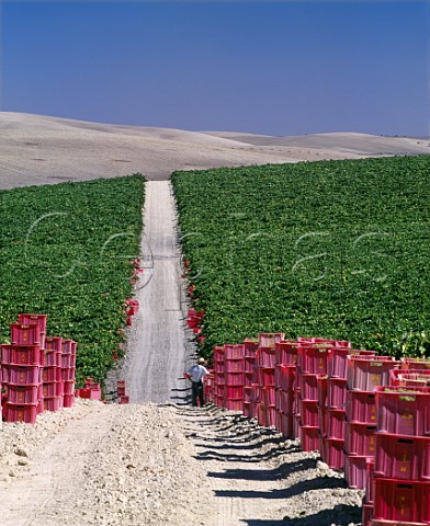 Harvesting Palomino Fino grapes in vineyard of Gonzalez Byass  Jerez Andalucia Spain   Sherry