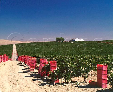Boxes of harvested Palomino Fino grapes in   vineyard of Gonzalez Byass Jerez Andaluca Spain  Sherry