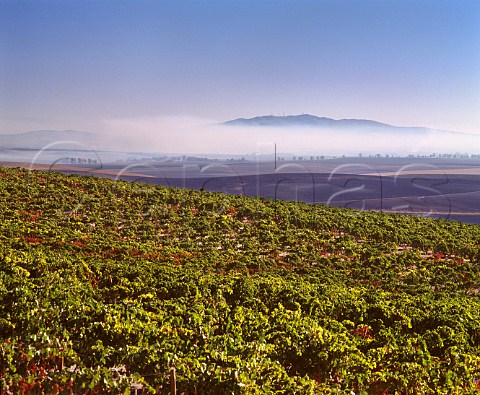 Via La Canariera of Gonzalez Byass with morning mist in distance Jerez Andalucia Spain Sherry