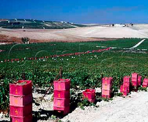 Harvesting Palomino Fino grapes on Via Esteve of   Gonzalez Byass Jerez Andalucia Spain Sherry