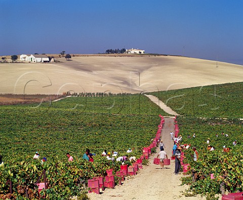 Harvesting Palomino Fino grapes in Via Esteve of Gonzalez Byass Jerez Andaluca Spain Sherry
