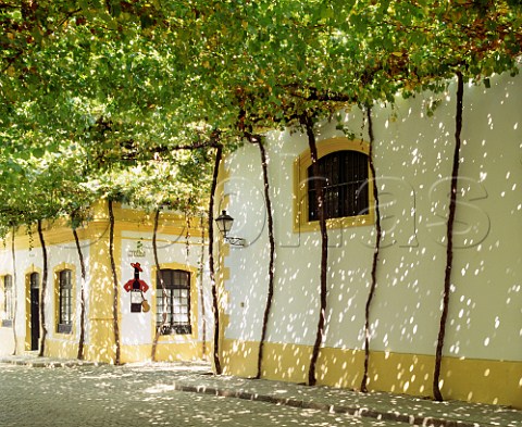 Vinearboured road between the bodegas of Gonzalez Byass Jerez Andalucia Spain Sherry