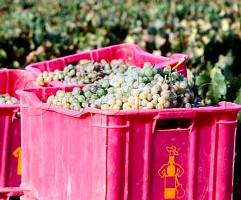 Boxes of harvested Palomino Fino grapes in   Via Esteve of Gonzalez Byass  Jerez Andalucia Spain  Sherry