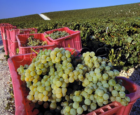 Boxes of harvested Palomino Fino grapes in   Via Esteve of Gonzalez Byass  Jerez Andaluca Spain  Sherry