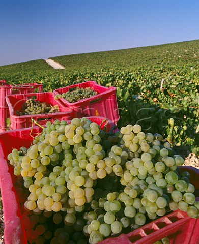 Boxes of harvested Palomino Fino grapes in   Via Esteve of Gonzalez Byass  Jerez de la Frontera Andalucia Spain  Sherry