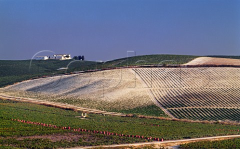 Crates of harvested Palomino Fino grapes in  Via Esteve of Gonzalez Byass with one of the Sandeman vineyards beyond  Jerez Andaluca Spain  Sherry