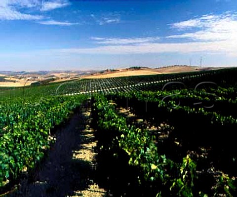 The Gibalbin vineyards of Antonio Barbadillo Gibalbin Andalucia Spain   