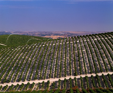 The Gibalbin vineyard of Antonio Barbadillo on albariza soil Gibalbin  Andaluca Spain   